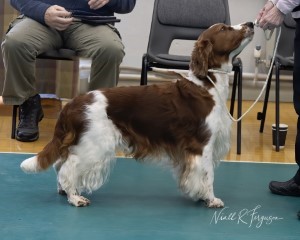 Open Dog